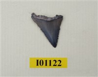 藏品(魚齒)的圖片